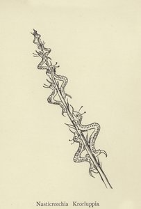 Nasticreechia Krorluppia by Edward Lear